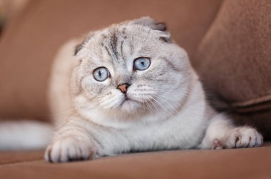Evdeki kanepede büyük mavi gözlü komik kediler. Kapat..