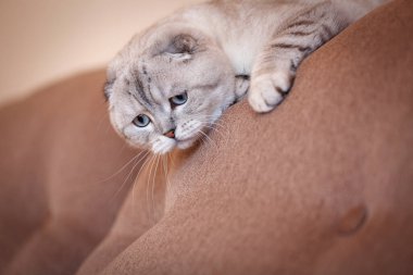 İskoç gri kedisi kanepede uzanıyor ve bacaklarını öne doğru açıyor. Hüzünlü bir bakış. Kedi aşağı bakıyor..