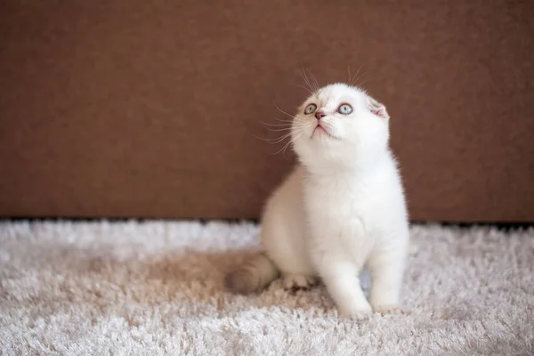 Cute Scottish Fold Kitten Sits Soft Mat Looking Watching Selective — Stock Photo, Image