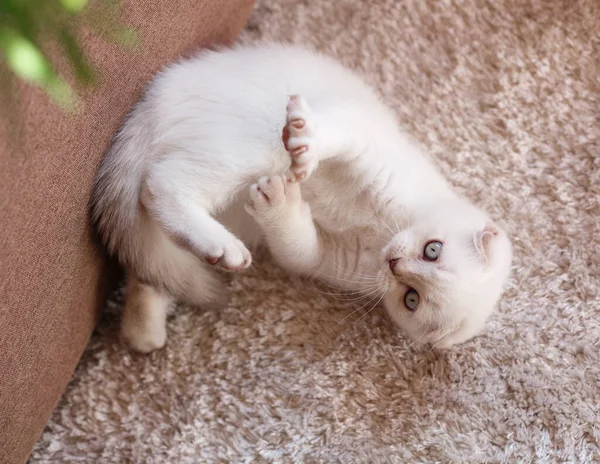 Okouzlující Bílé Skotské Kotě Legračním Citovým Čenichem Modrýma Očima Životní — Stock fotografie