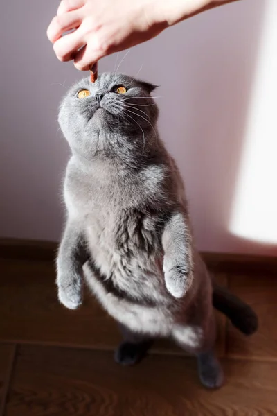 A happy cat receives food from its owner while standing on its hind legs. love for animals concept.