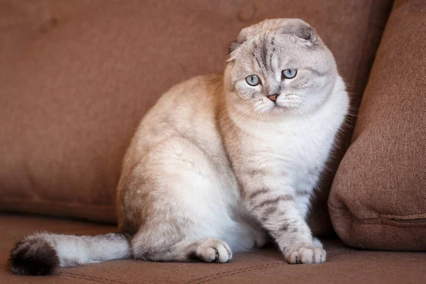 Charmant Chat Écossais Gris Plié Accroupit Sur Canapé Brun Dans — Photo