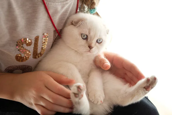 Roztomilé Malé Bílé Koťátko Rukou Majitele Boční Pohled — Stock fotografie
