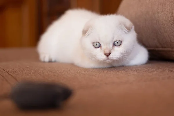 有趣的小猫 一只苏格兰白猫正在沙发上看一个玩具 纯正的猫 宠物狗 — 图库照片