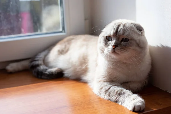 Gato Raça Escocesa Bonito Com Olhos Amarelos Deitado Janela Pegando — Fotografia de Stock