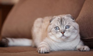 Güzel gri kedi. Kanepedeki odada İskoç kedi yavrusu var. Bir kedinin portresi.