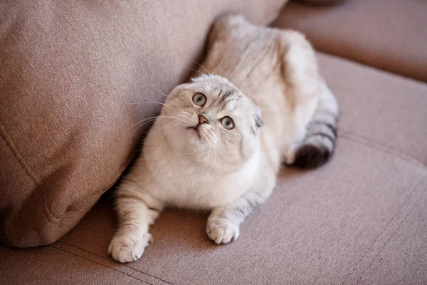可爱的苏格兰猫折叠在沙发上 抬起头来看着 专注于脸部 — 图库照片