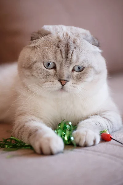 Scottish Cat Ligt Het Bed Met Een Speeltje Portret Van — Stockfoto