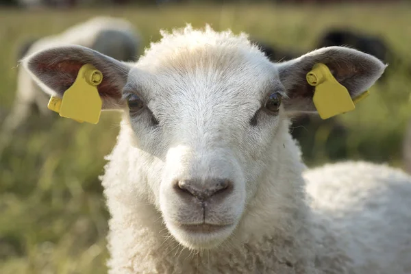 Schapen close-up schieten — Stockfoto