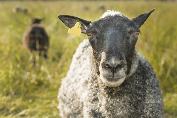 Schapen close-up schieten — Stockfoto