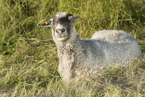 Fåren i gräs — Stockfoto