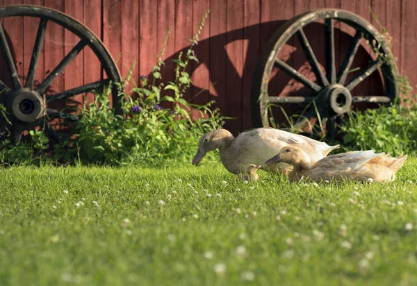 Familia del pato con un patito — Foto de Stock