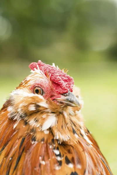 Portrait de coq d'Anvers — Photo