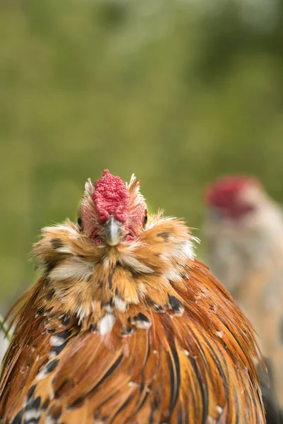 Antwerp rooster staring — Stock Photo, Image