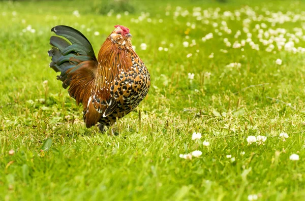 Antwerp rooster beauty — Stock Photo, Image