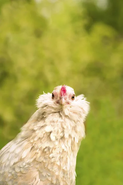 Antwerp hen staring — Stock Photo, Image