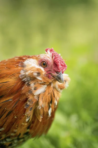 Curious Antwerp rooster — Stock Photo, Image