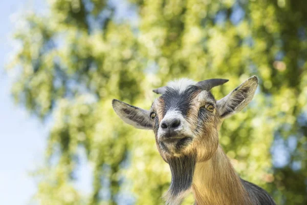 Goat staring apprehensively — Stock Photo, Image