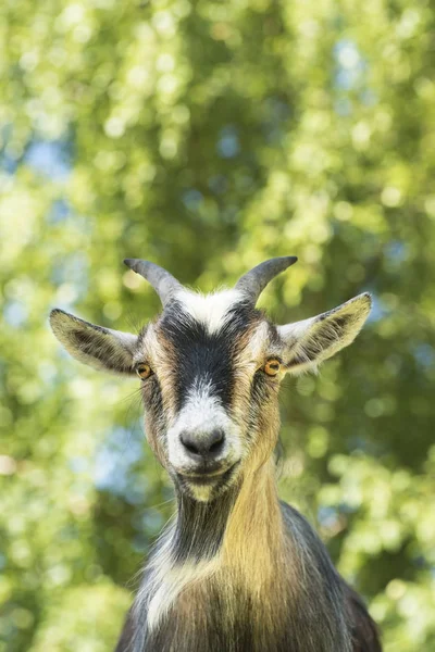 Porträtt av en get — Stockfoto