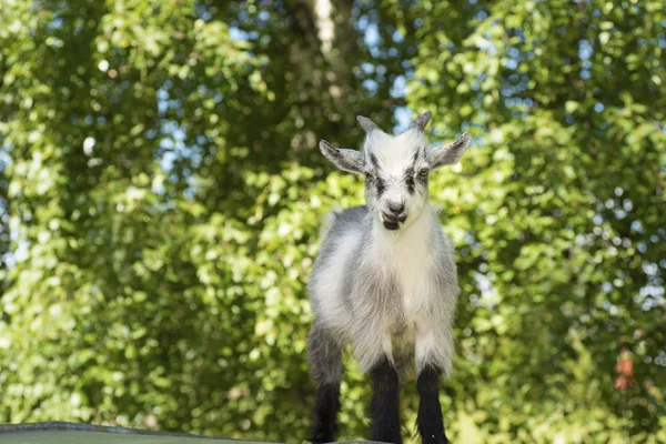 Young male goat portrait — Stock Photo, Image