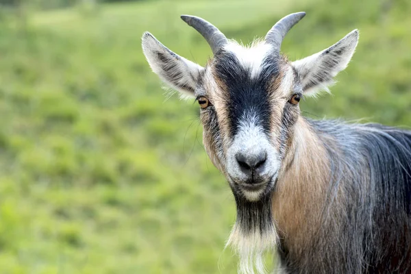 African dwarf goat looking — Stock Photo, Image