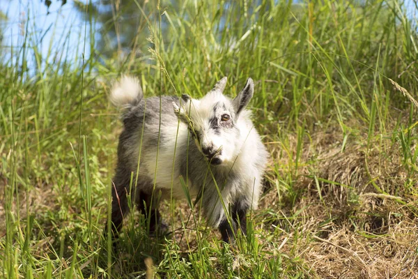 Young dwarf goat eating — Stock Photo, Image