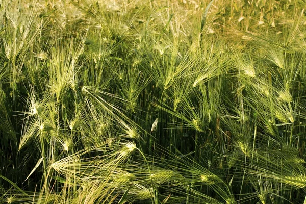 Arpa çim güneş ışığı altında