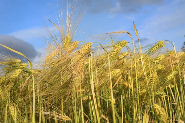 Barley grass and blue sky
