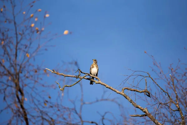 Fieldfare ve mavi gökyüzü