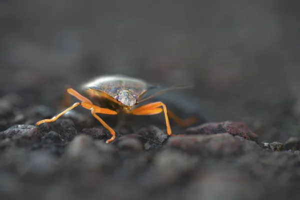 Shieldbug ışıklı ayaklı