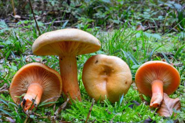 Yanlış safran Milkcap mantar