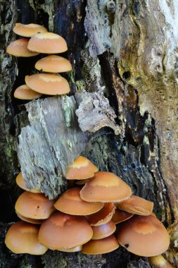 Willow güdük üzerinde kaplama Woodtuft mantar