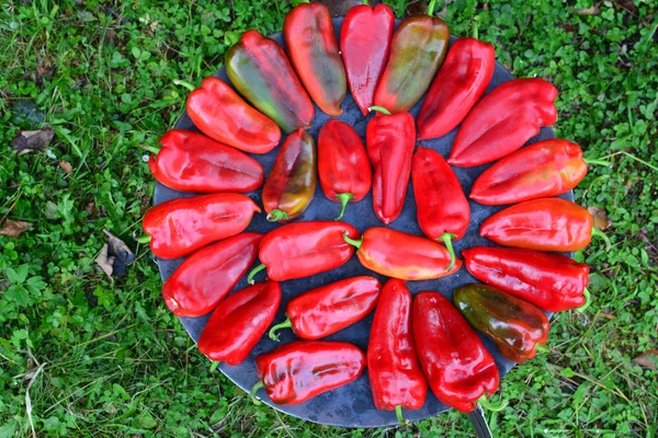 Pimentos vermelhos no fogão — Fotografia de Stock