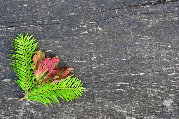 モミの小枝とオークの葉の背景 — ストック写真