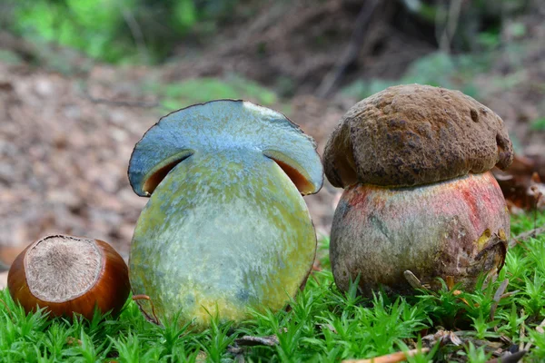 Scarletina bolete seta sección transversal Imagen De Stock