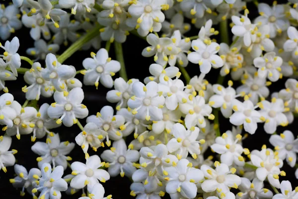 Holunderblüten Hintergrund lizenzfreie Stockfotos