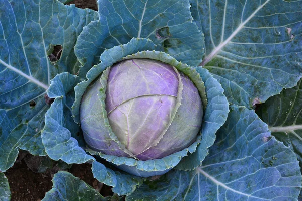 Cavolo rosso biologico in giardino — Foto Stock