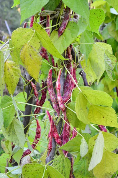 Bio-Bohnen im Garten Stockbild