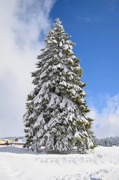 Grande abeto coberto de neve — Fotografia de Stock