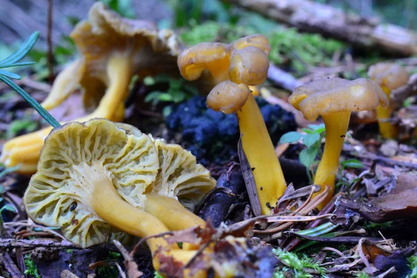 Gelbe Fußpilze in natürlichem Lebensraum — Stockfoto