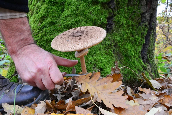 Raccolta funghi ombrellone — Foto Stock