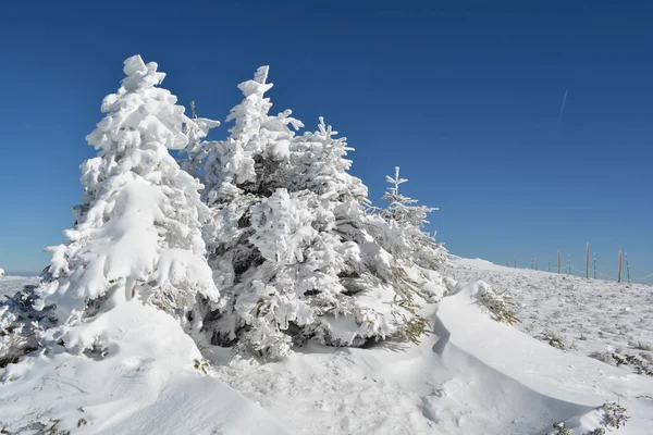 雪に覆われた小さなモミの木のグループ — ストック写真