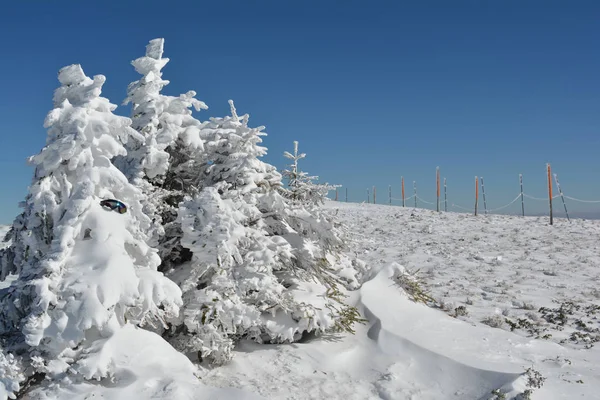 Abeto, googles, nieve y pilares —  Fotos de Stock