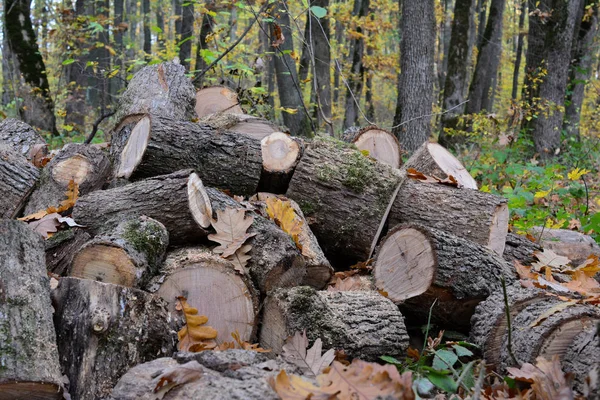 Hromadu vystřihnout dříví, zblízka — Stock fotografie