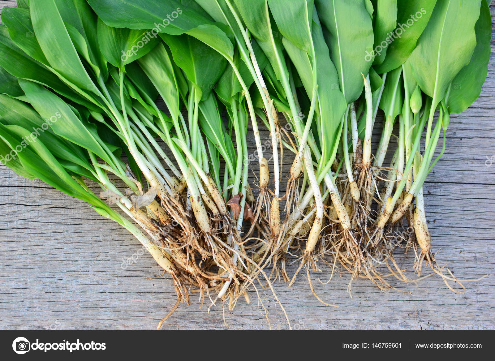 Pictures wild onions Wood garlic leaves and bulbs close up — Stock