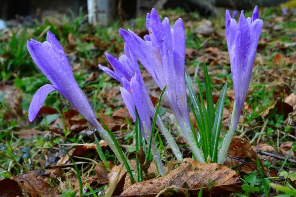 A group of wild saffron — Stock Photo, Image