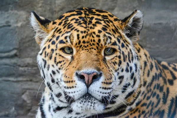 Genç jaguar portre — Stok fotoğraf
