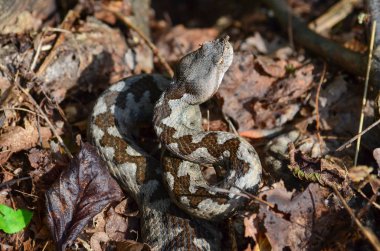 Viper vurmaya hazır