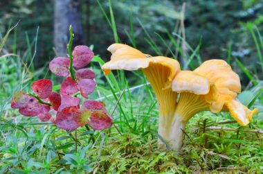Cantharellus cibarius var.pallidus, yan görünüm