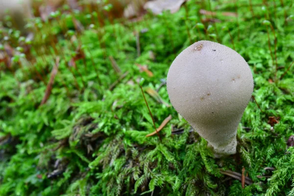 Baumstumpf-Puffball-Pilz im Moos — Stockfoto